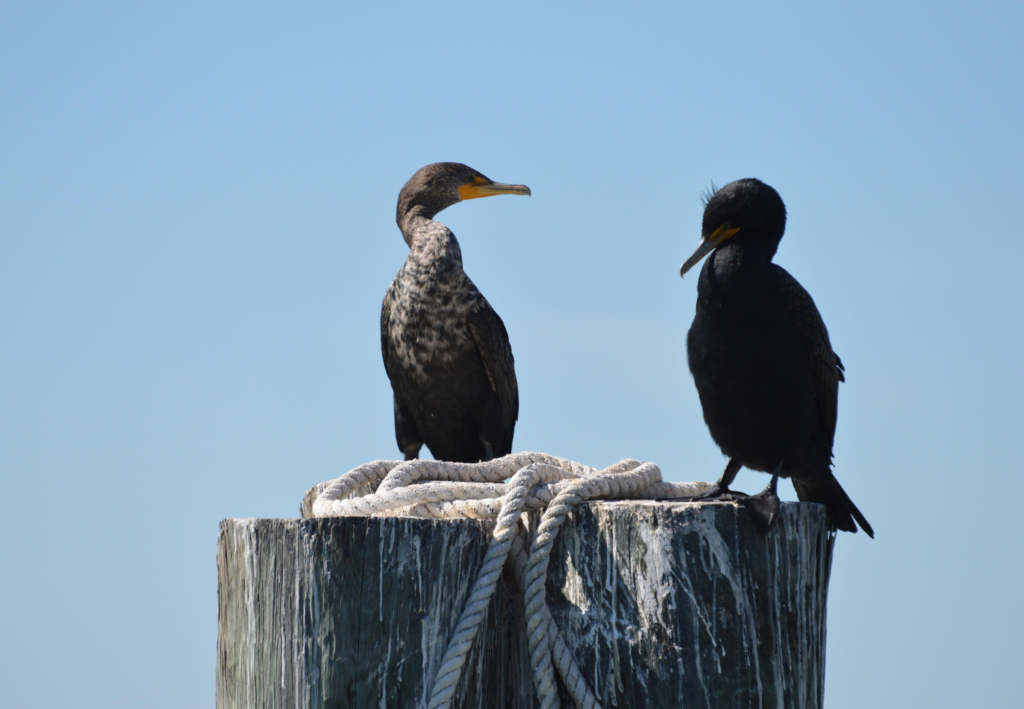 Two tropical birds stand atop a post at a marina. One bird is looking at the other, as though engaged in conversation. 